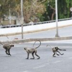 Macacos roubam amostras de sangue infectado com coronavírus na Índia