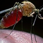 Foi encontrado um micróbio que parece parar os mosquitos que espalham a malária