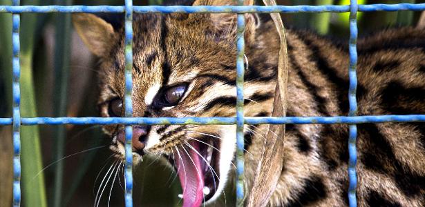 Gato-selvagem em uma jaula