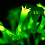 Cientistas criam incríveis plantas bioluminescentes que brilham durante todo o seu ciclo de vida