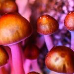 Estudo inédito sugere como a psilocibina funciona no cérebro para dissolver o ego