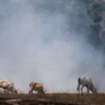 Frigoríficos brasileiros compraram gado ligado ao desmatamento, diz Greenpeace