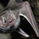 Espécie de morcego que se alimenta de sangue aparece pela primeira vez no RS