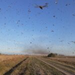 Nuvem de gafanhotos na Argentina se aproxima do Brasil