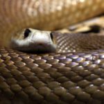 Recorde de coleta de veneno de cobra na Austrália