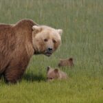 Nova lei de Trump autoriza caçadores a matar filhotes de ursos e lobos