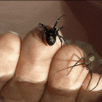3 meninos deixam aranha mordê-los para serem como o Homem-Aranha