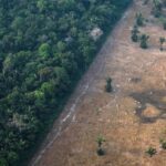 A Amazônia pode ser facilmente a próxima fonte de coronavírus, alerta cientista