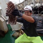 Cientistas encontram 'barata gigante' que vive no fundo do mar