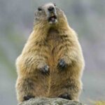Adolescente morre de peste bubônica após comer carne de marmota na Mongólia