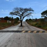 Prefeitura decide não derrubar pé de cajá no meio de avenida e coloca quebra-molas para 'evitar acid...