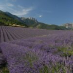 O doce aroma do sucesso: Bulgária lidera a produção de lavanda