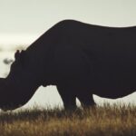 Sexta extinção em massa da Terra não está apenas acontecendo, está se acelerando
