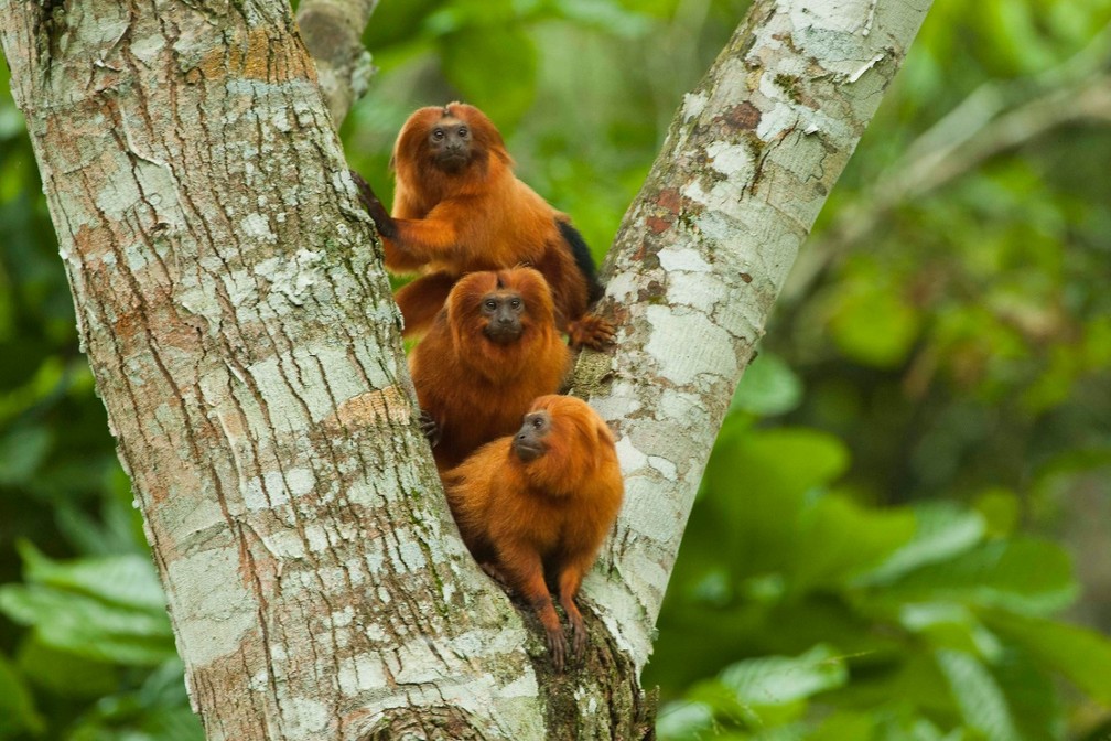 Três micos-leões-dourados em uma árvore