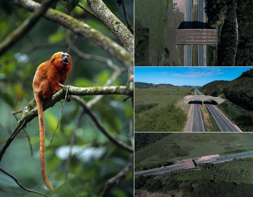 Viaduto com vegetação da Mata Atlântica construído para unir populações isoladas de mico-leão-dourado feito em Silva Jardim, no Rio de Janeiro, Brasil