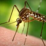 Flórida vai soltar 750 milhões de mosquitos geneticamente modificados