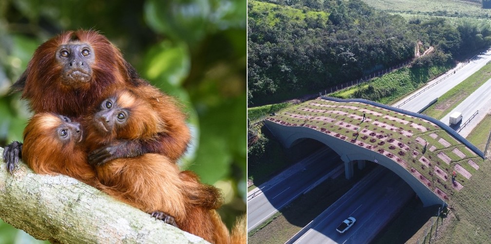 Viaduto com vegetação da Mata Atlântica construído para unir populações isoladas de mico-leão-dourado feito em Silva Jardim, no Rio de Janeiro, Brasil