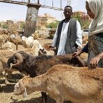 3.000 ovelhas morrem de fome e de sede após carga viva ser rejeitada pela Arábia Saudita