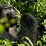 Caçador que matou gorila raro em Uganda é sentenciado a 11 anos de prisão