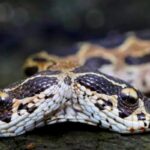 Víbora de duas cabeças é encontrada na Índia