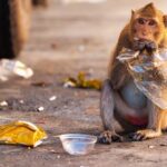 Como o problema de lixo plástico pode piorar até 2040