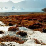 Raízes de plantas estão derretendo o permafrost e desenterrando vastos depósitos de emissões de carb...