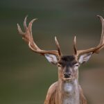 Um dia após ferir cervo, animal mata o caçador com chifrada no pescoço