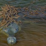 Crocodilo ameaçado de extinção dá carona a 100 bebês depois de acasalar com '7 ou 8 fêmeas'
