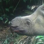 Dois bebês de Rinoceronte de Java extremamente raros são vistos na Indonésia