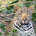 Os ritmos dos leopardos: as fêmeas madrugam enquanto os machos são noturnos