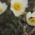 Rivalidades acaloradas por polinizadores entre as plantas árticas