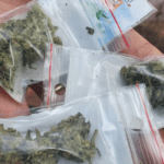 Chuva de maconha em Israel