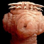 Por que extinção de parasitas que causam doenças preocupa cientistas