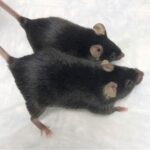 Super-ratos geneticamente modificados voltam musculosos do espaço