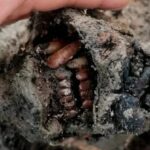 Urso das cavernas com cerca de 30.000 anos emergiu do permafrost siberiano