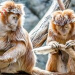 Primatas estão enfrentando uma crise de extinção iminente