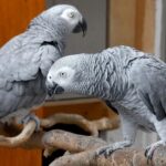 Papagaios são colocados em isolamento após xingarem visitantes em santuário