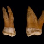Novo estudo do DNA de Neandertal e Denisovano revela uma ligação surpreendente com os homens de hoje