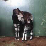 Raro filhote de ocapi nasce em zoológico de Londres