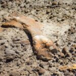 Menino de 12 anos descobre esqueleto raro de dinossauro no Canadá