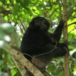 O desmatamento na ilha indonésia de Sulawesi destrói o habitat de primatas endêmicos