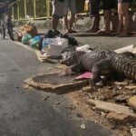 Jacaré é encontrado morto com marcas de agressão no lixo em Manaus