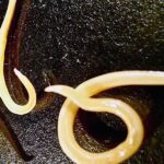 Cientistas ressuscitam vermes pré-históricos de 40 mil anos