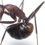 Por que formigas ingerem ácido da própria bunda?