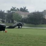Jacaré gigante atravessa campo de golfe durante passagem de ciclone na Flórida