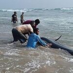 Voluntários no Sri Lanka estão lutando para salvar 100 baleias encalhadas