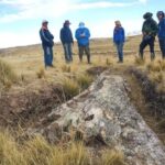 Árvore fóssil gigante de 10 milhões de anos no Peru revela surpresas sobre o passado antigo