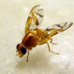 Estudo descobre que açúcar remodela a memória molecular de moscas