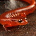 Carolina Sandhills Salamander: A nova salamandra da Carolina do Norte
