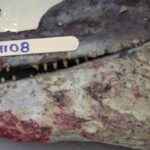 Uma doença fatal que atinge os golfinhos em todo o mundo foi associada à mudança climática